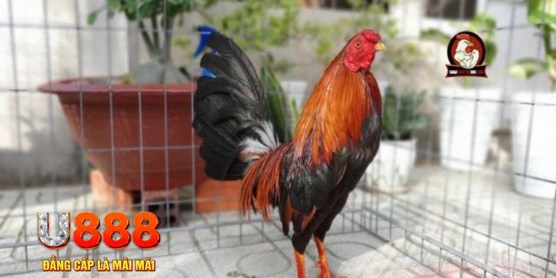 luck8882 game máy bay nổ hũ