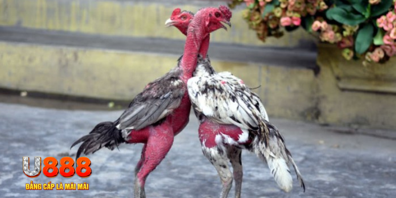 luck8882 bắn cá đổi thưởng